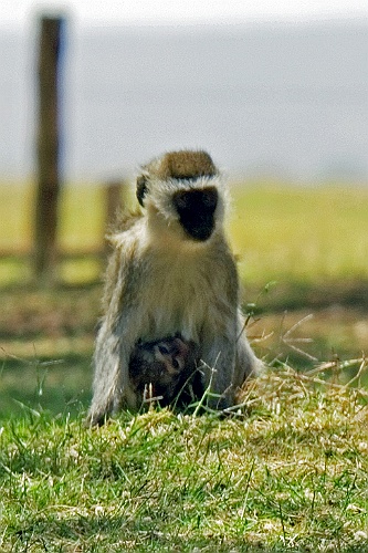 Kenia (191)